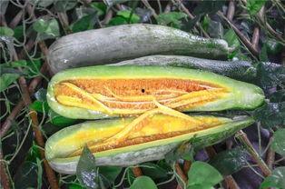 网红瓜有哪些人喜欢吃的,揭秘哪些明星网红钟爱品尝的美食 第2张 网红瓜有哪些人喜欢吃的,揭秘哪些明星网红钟爱品尝的美食 第2张